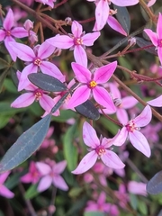 Boronia chartacea