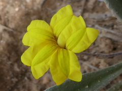 Goodenia willisiana