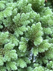 Azolla rubra