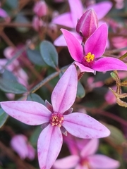 Boronia chartacea
