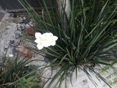 Dietes iridioides