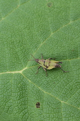 Sphenarium purpurascens