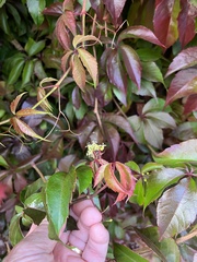 Parthenocissus quinquefolia
