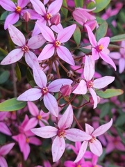 Boronia chartacea
