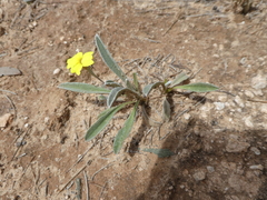 Goodenia willisiana