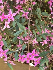 Boronia chartacea