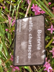 Boronia chartacea
