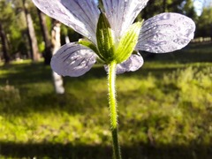 Geranium wlassovianum