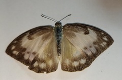 Papilionoidea