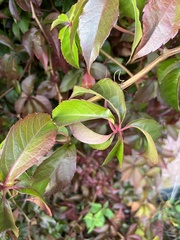 Parthenocissus quinquefolia