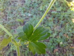 Geranium wlassovianum