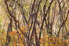 Emberiza cioides