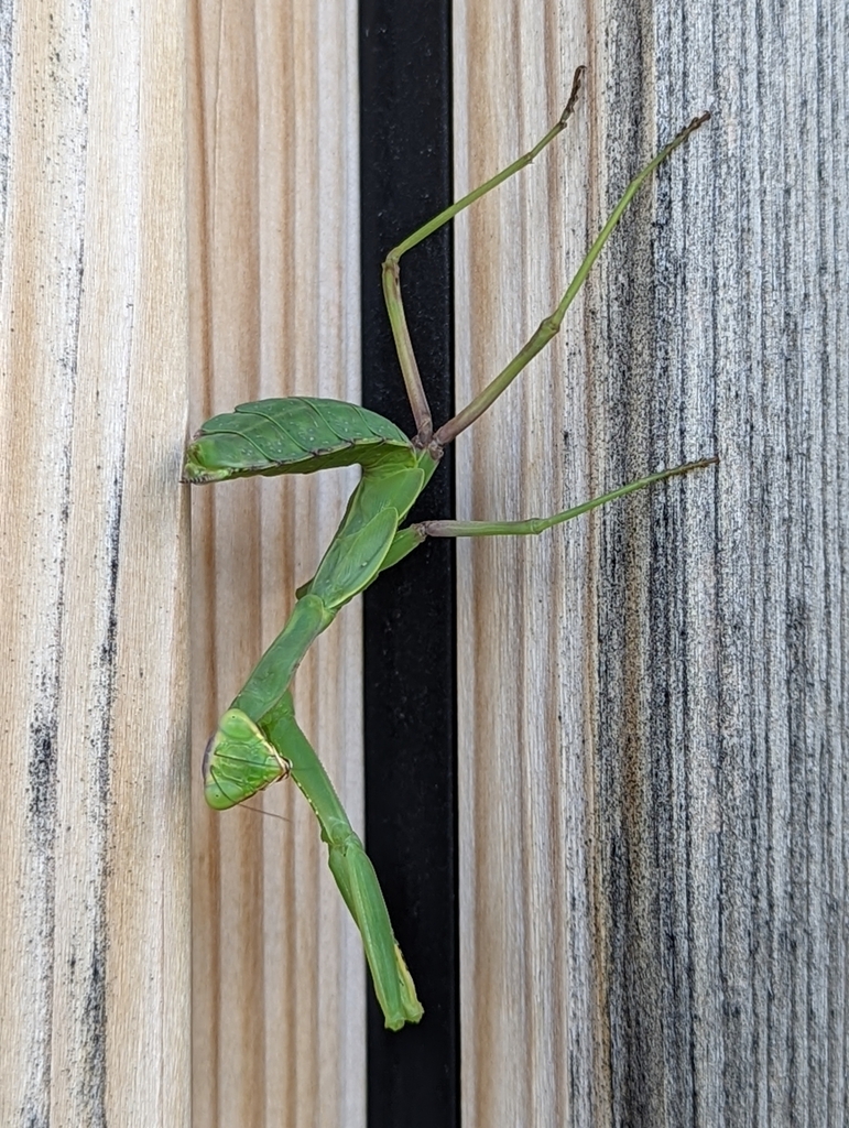 Transcaucasian Giant Mantis