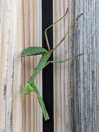 Transcaucasian Giant Mantis