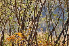 Emberiza cioides