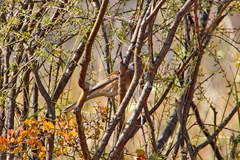 Emberiza cioides