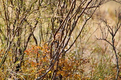 Emberiza cioides