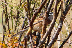 Emberiza cioides