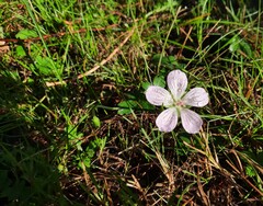 Geranium wlassovianum