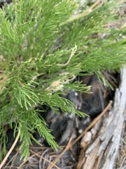 Musineon tenuifolium