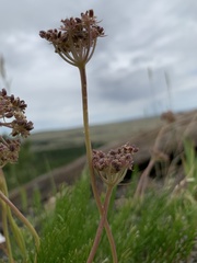Musineon tenuifolium