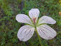 Geranium wlassovianum