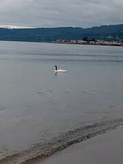 Cygnus melancoryphus