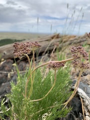 Musineon tenuifolium