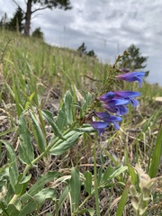 Penstemon glaber