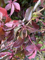 Parthenocissus quinquefolia