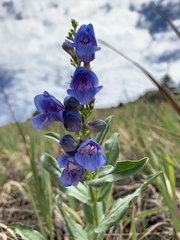 Penstemon glaber