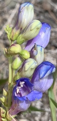 Penstemon glaber