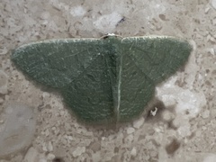 Phaiogramma faustinata