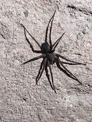 Kukulcania hibernalis