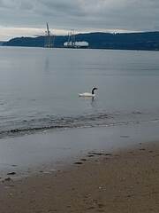 Cygnus melancoryphus