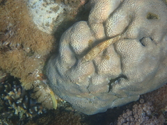 Epinephelus merra