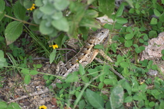Sceloporus spinosus