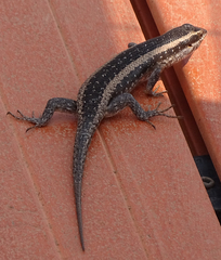 Trachylepis spilogaster