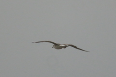 Ichthyaetus ichthyaetus