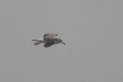 Ichthyaetus ichthyaetus