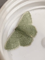 Phaiogramma faustinata