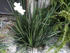 Dietes iridioides