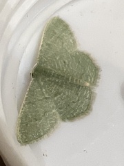 Phaiogramma faustinata