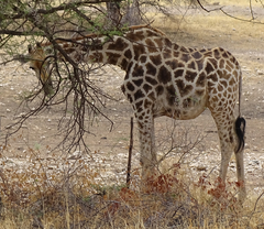 Giraffa camelopardalis angolensis