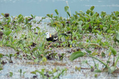 Hydrophasianus chirurgus