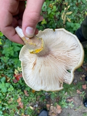 Neolentinus ponderosus