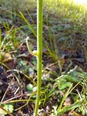 Crepis bungei