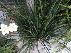 Dietes iridioides
