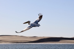 Pelecanus onocrotalus