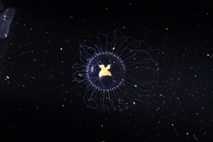 Proboscidactyla flavicirrata